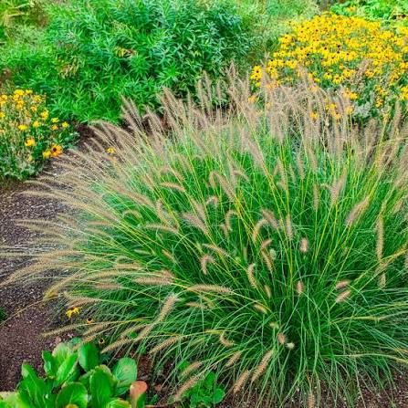 Kínai tollborzfű - Pennisetum alopecuroides 'Gelbstiel' Kínai tollborzfű - Pennisetum alopecuroides 'Gelbstiel'