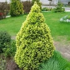 Picea glauca 'Rainbow's End' - sárga cukorsüvegfenyő