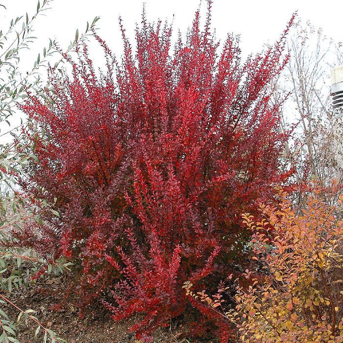 Berberis th. 'Red Rocket' - Oszlopos vérborbolya