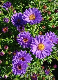 Aster dumosus 'Azurit' - Törpe őszirózsa Aster dumosus 'Azurit' - Törpe őszirózsa