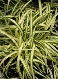 Carex oshimensis ‘Evergold’ - madárlábú sás