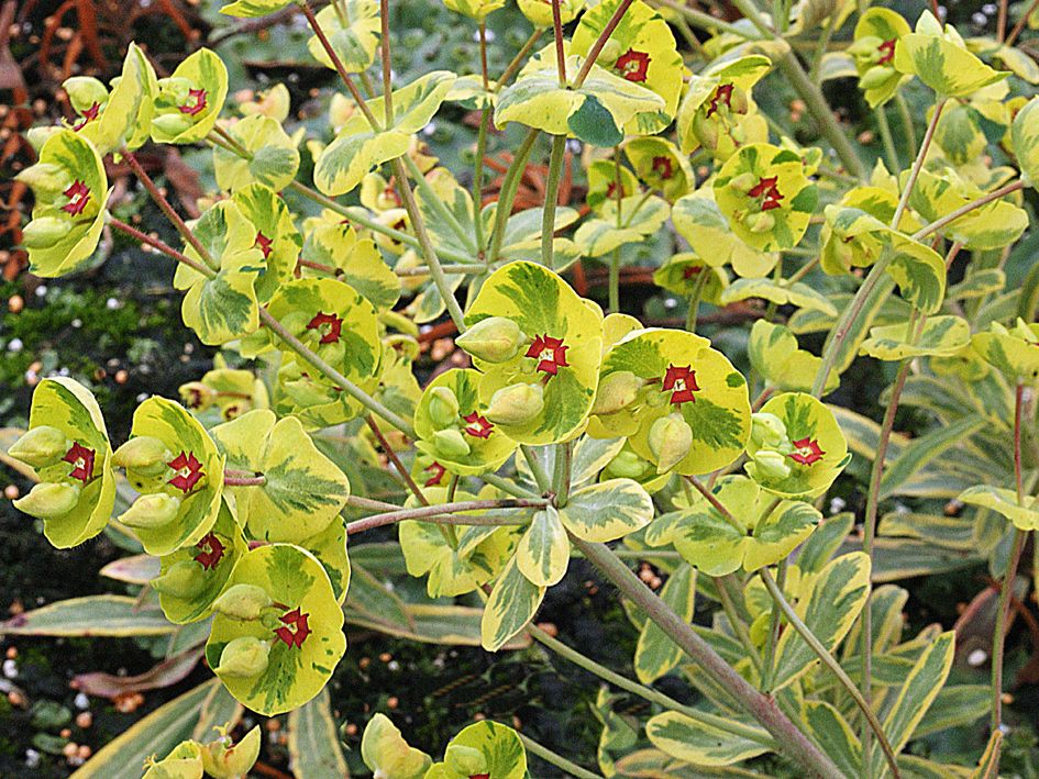 Euphorbia amygdaloides 'Ascot Rainbow' - Erdei kutyatej Euphorbia amygdaloides 'Ascot Rainbow' - Erdei kutyatej