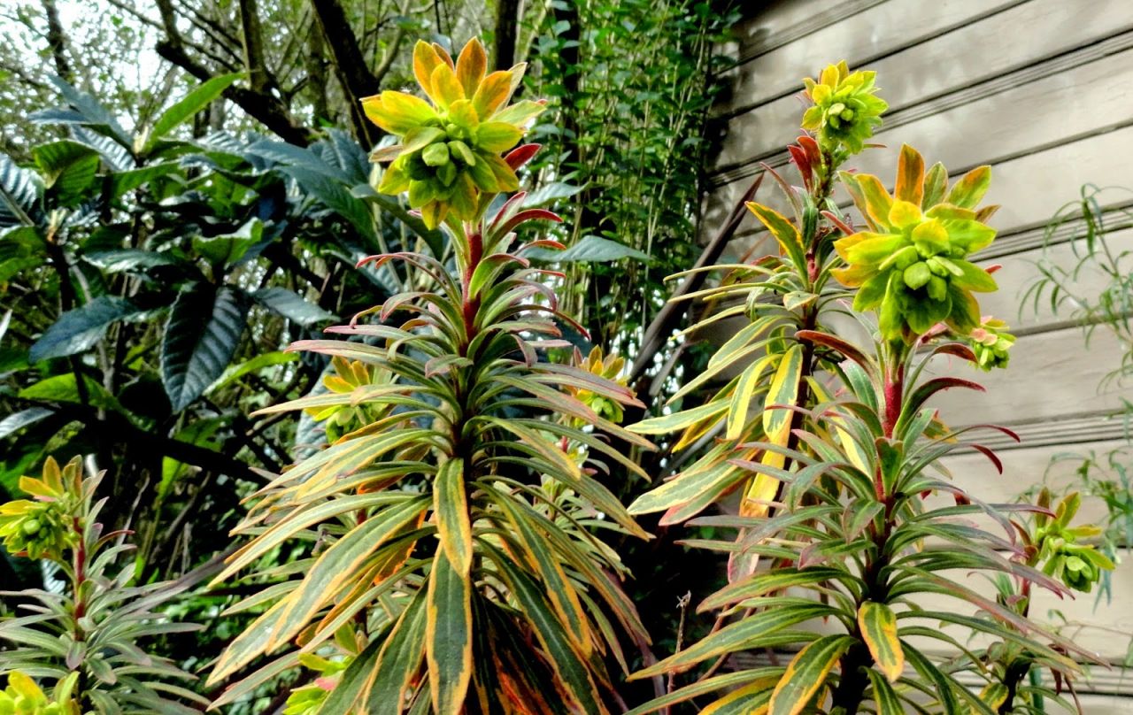 Euphorbia amygdaloides 'Ascot Rainbow' - Erdei kutyatej Euphorbia amygdaloides 'Ascot Rainbow' - Erdei kutyatej
