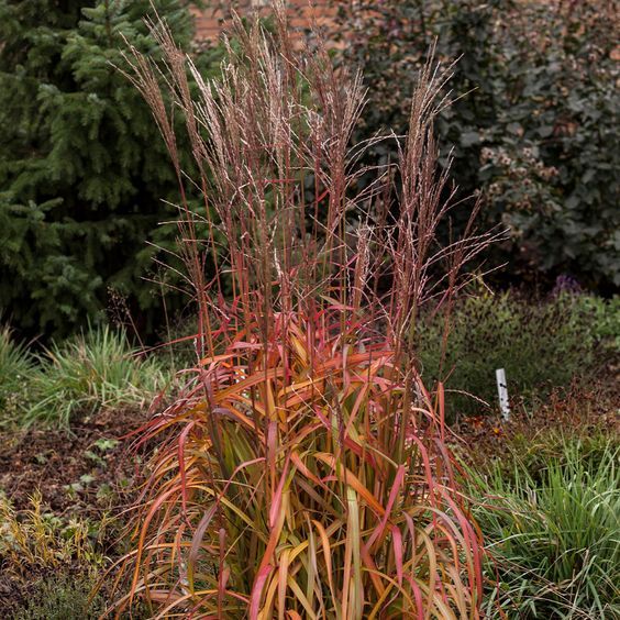 Miscanthus sinensis 'Navajo' - Virágosnád 