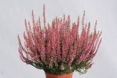 Calluna - Közönséges csarab 12 cm.-s cserép Calluna - Közönséges csarab 12 cm.-s cserép