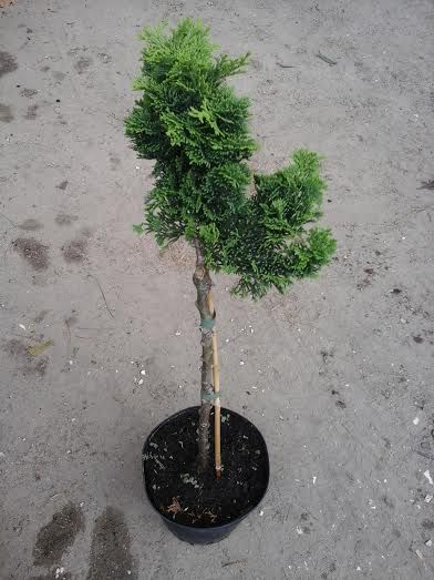 Chamaecyparis obtusa Nana Gracilis, - Törpe Hinoki álciprus magastörzsön Chamaecyparis obtusa Nana Gracilis, - Törpe Hinoki álciprus magastörzsön