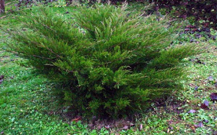 Juniperus chinensis 'Mint Julep' - Kínai boróka, K10