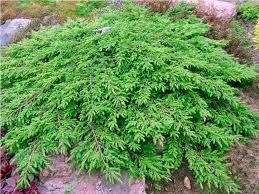 Juniperus communis 'Repanda' - Kúszó boróka magastörzsön Juniperus communis 'Repanda' - Kúszó boróka magastörzsön