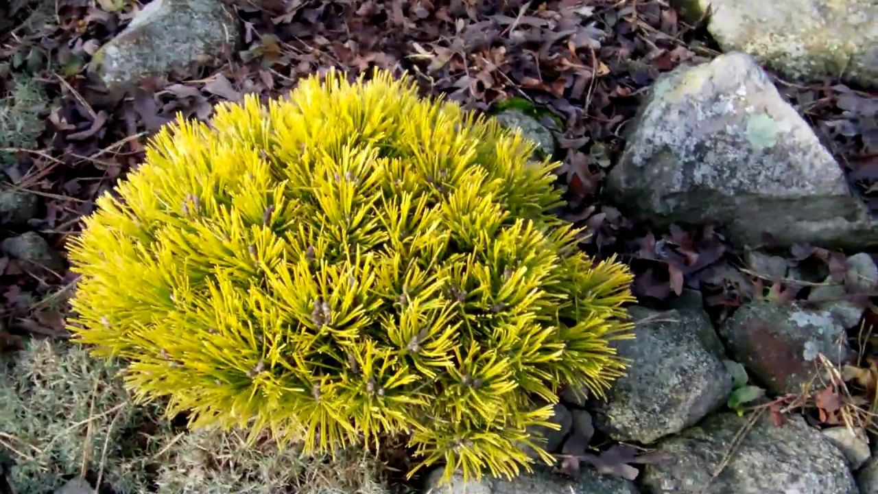 Pinus mugo 'Winter Gold' - Törpe aranyfenyő