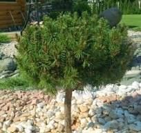 Pinus mugo 'Mops' - Havasi Törpefenyő, Tm40 Pinus mugo 'Mops' - Havasi Törpefenyő, Tm40
