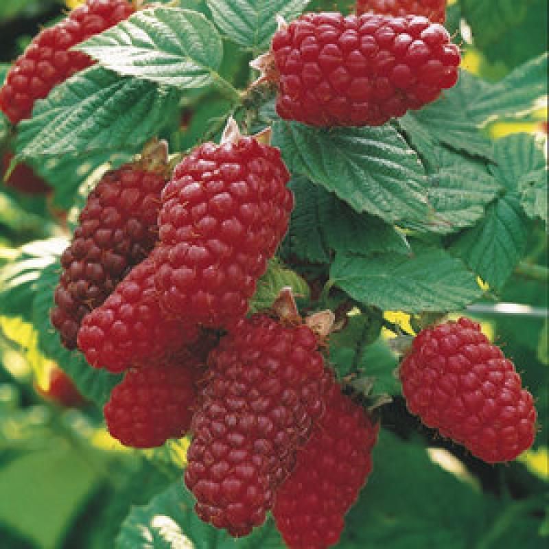 Rubus Tayberry - szedermálna