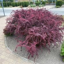 Berberis thunbergii 'Pink Queen' - rózsaszín tarka lombú borbolya