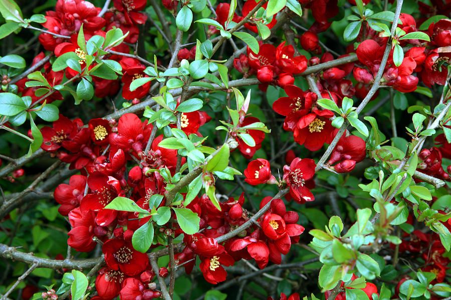 Chaenomeles superba 'Crimson and Gold' - japánbirs