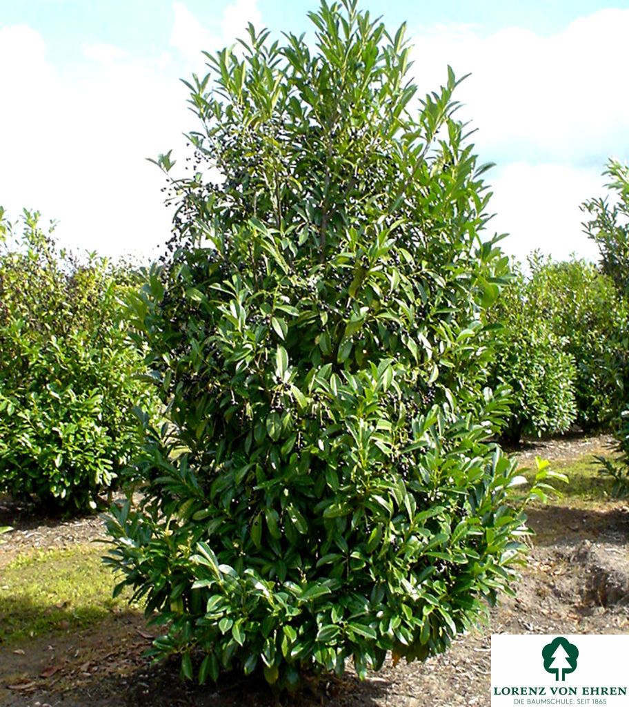 Prunus laurocerasus 'Caucasica Darts' - oszlopos babérmeggy, K5 80 cm