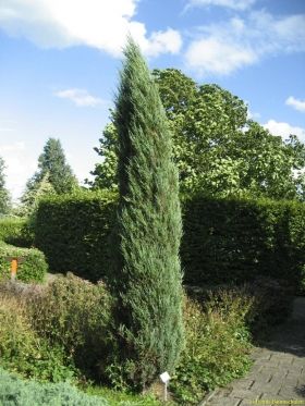 Juniperus Scopulorum 'Blue Arrow' - Oregoni boróka 125/150 cm Juniperus Scopulorum 'Blue Arrow' - Oregoni boróka 125/150 cm