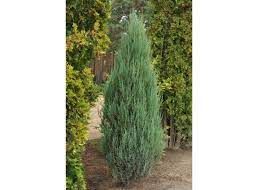 Juniperus Virginiana 'Blue Arrow' - Virginiai boróka, K15