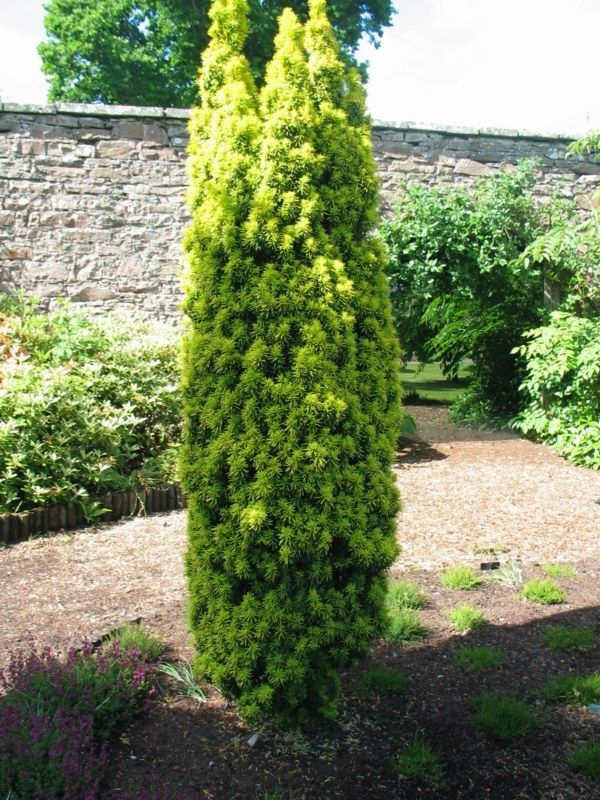 Taxus baccata 'Stricta Viridis' - Tiszafa, 80/100 cm