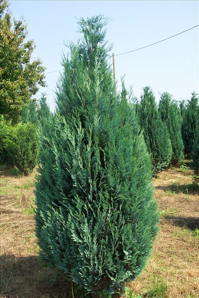 Chamaecyparis lawsoniana 'Ellwoodii' - Oregoni hamisciprus, 60/80 cm