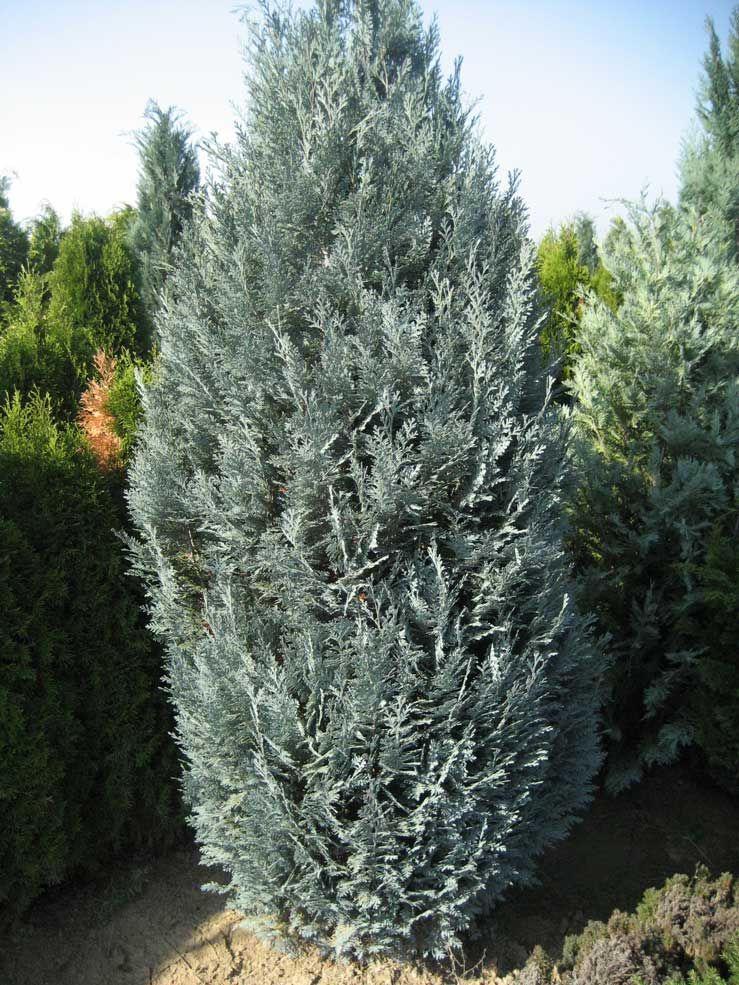 Chamaecyparis lawsoniana 'Van Pelt's Blue' - Kék hamisciprus, 125/150m