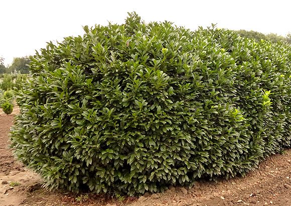 Prunus laurocerasus 'Rotundifolia' - Babérmeggy, fld. 125/150 cm