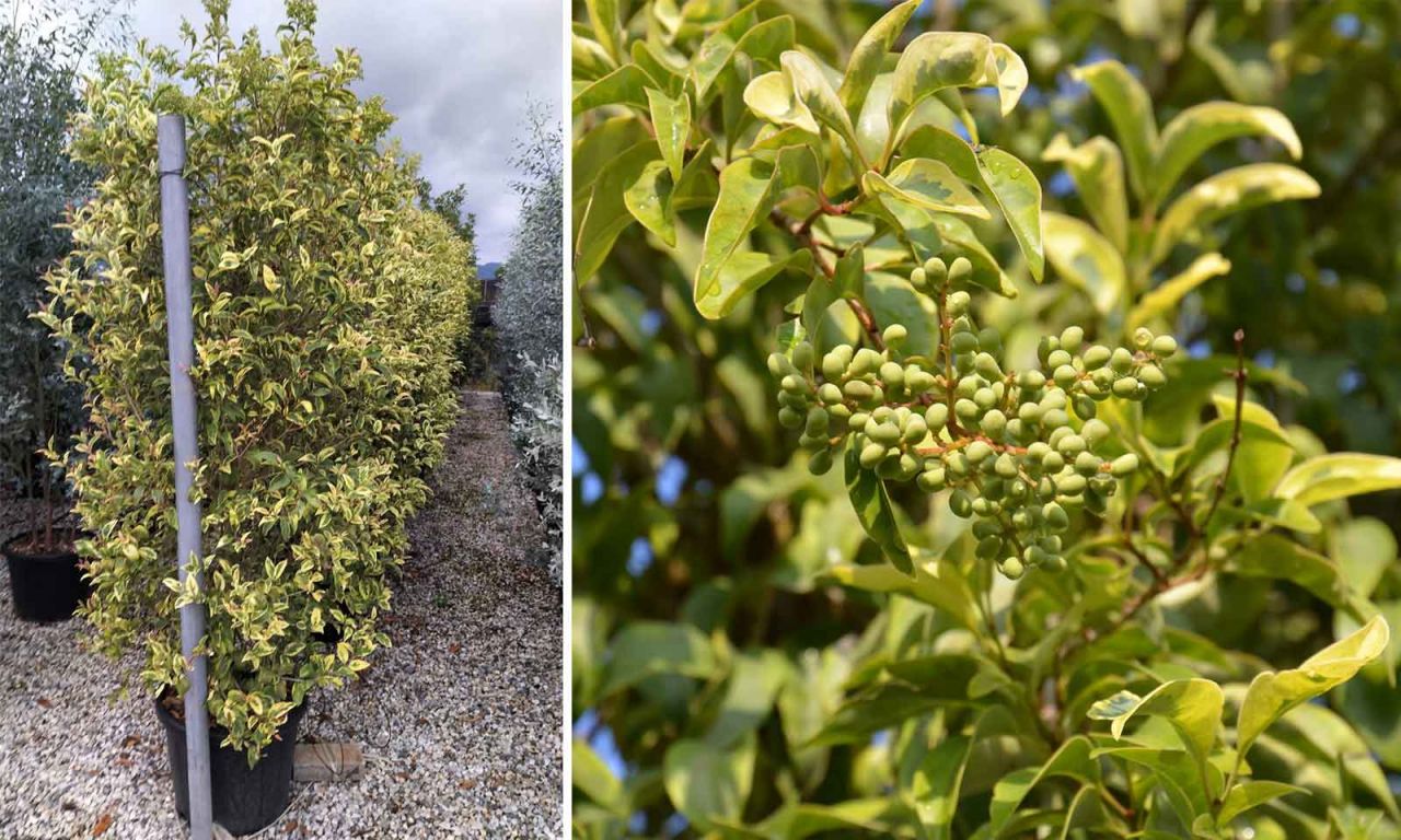 Ligustrum japonixum Excelsum Superbum Törzses fa - Tarka japán fagyal