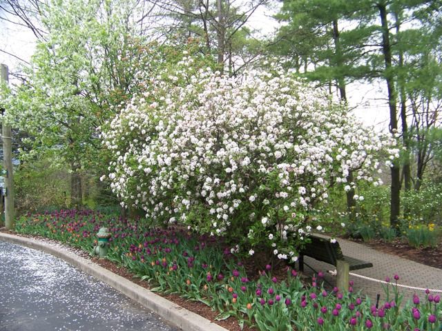 Viburnum burkwoodii - Tavaszi bangita