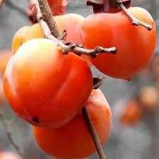 Datolyaszilva- 'Rojo Brillante' K6