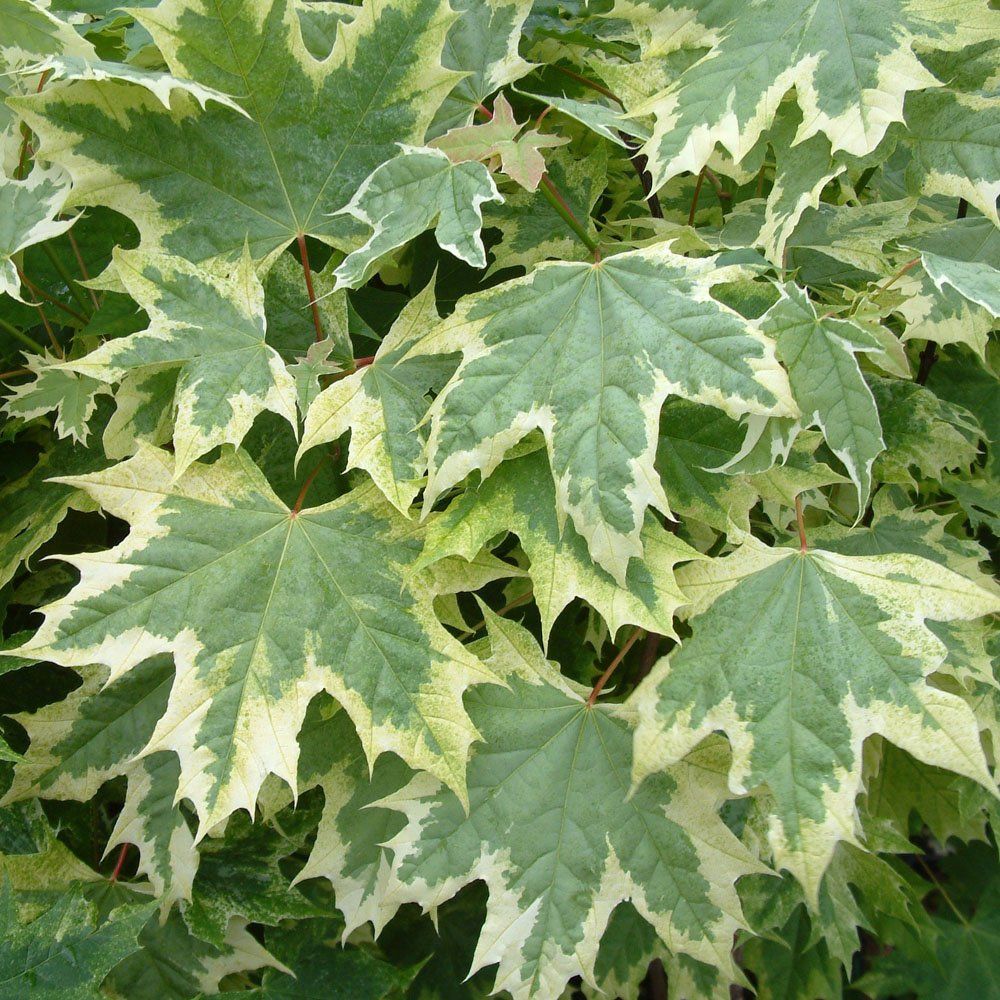 Acer platanoides 'Drummondii' - Korai juhar, fehér-tarka levelű 