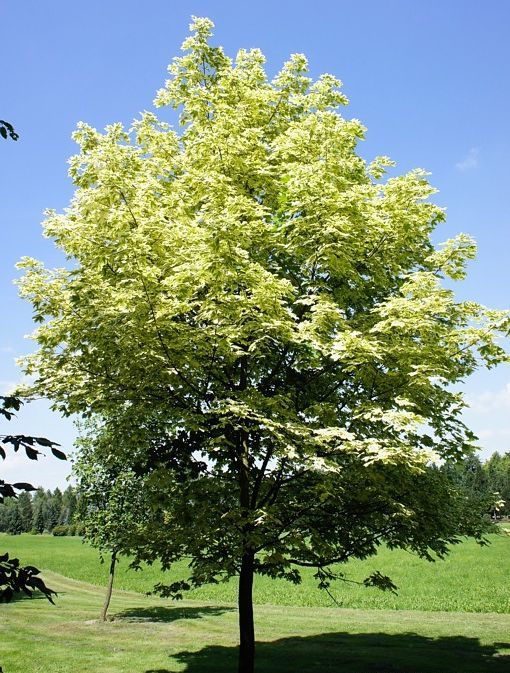 Acer platanoides 'Drummondii' - Korai juhar, fehér-tarka levelű 