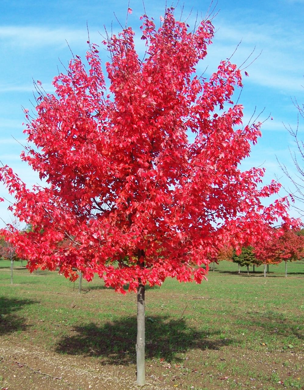 Acer rubrum 'October Glory' - Vörös juhar