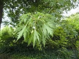 Acer saccharinum 'Wieri'- szeldeltlevelű ezüst juhar Acer saccharinum 'Wieri'- szeldeltlevelű ezüst juhar