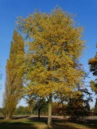 Acer saccharinum 'Wieri'- szeldeltlevelű ezüst juhar Acer saccharinum 'Wieri'- szeldeltlevelű ezüst juhar