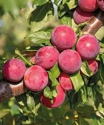 Prunus cerasifera 'Hollywood' - Vérszilva (nagyvirágú) K6 Tm150 Prunus cerasifera 'Hollywood' - Vérszilva (nagyvirágú) K6 Tm150
