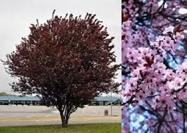 Prunus cerasifera 'Hollywood' - Vérszilva (nagyvirágú) K6 Tm150 Prunus cerasifera 'Hollywood' - Vérszilva (nagyvirágú) K6 Tm150