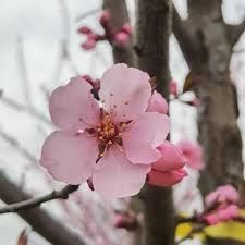 Prunus cerasifera 'Hollywood' - Vérszilva (nagyvirágú) K6 Tm150 Prunus cerasifera 'Hollywood' - Vérszilva (nagyvirágú) K6 Tm150