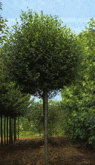 Prunus fruticosa 'Globosa' - Gömb csepleszmeggy, K20 Prunus fruticosa 'Globosa' - Gömb csepleszmeggy, K20