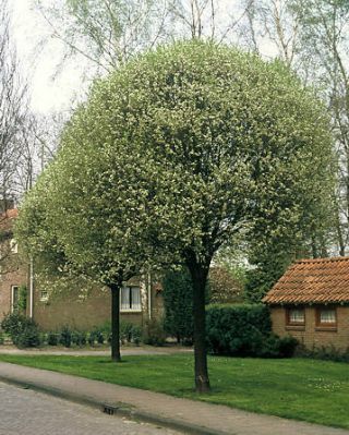 Prunus fruticosa 'Globosa' - Gömb csepleszmeggy, Tk10/12