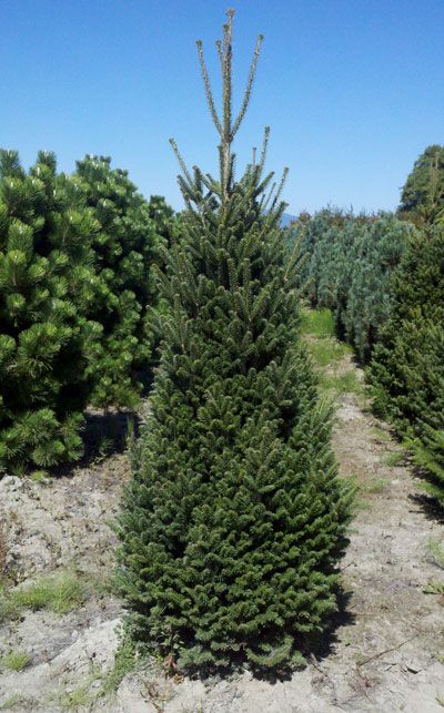 Abies alba 'Fastigiata' - Oszlopos kolorádói jegenyefenyő