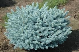 Picea pungens 'Glauca Globosa' - Gömb ezüstfenyő fld. 30/50 cm