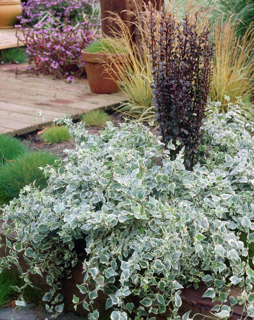 Hedera helix ' Yellow Rippel' - sárga-tarka levelű borostyán