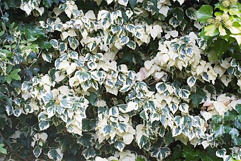 Hedera helix ' Yellow Rippel' - sárga-tarka levelű borostyán