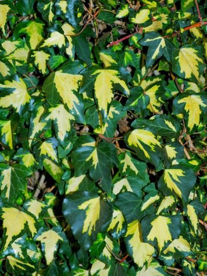 Hedera helix ' Yellow Rippel' - sárga-tarka levelű borostyán