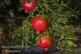 Punica granatum 'Wonderfull' - gyümölcstermő gránátalma, K15