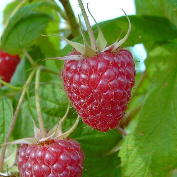 Málna, konténeres, piros, 'Zefa Herbsternte' Málna, konténeres, piros, 'Zefa Herbsternte'