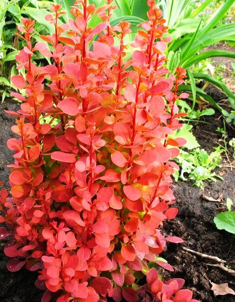 Berberis th. ' Orange Rocket' - Oszlopos japán borbolya