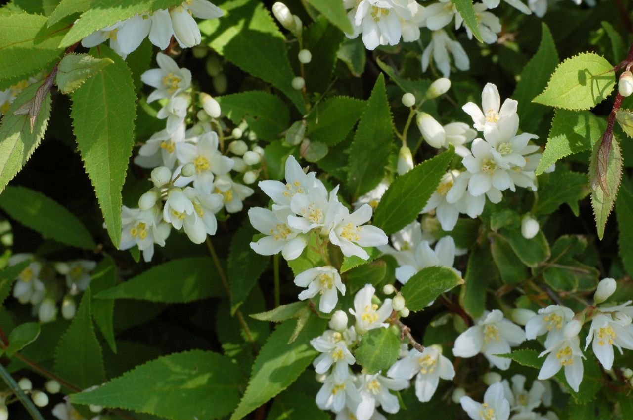 Deutzia gracilis ' Nicco' - Törpe gyöngyvirágcseje