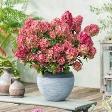 Hydrangea paniculata 'Petite star - Bugás hortenzia