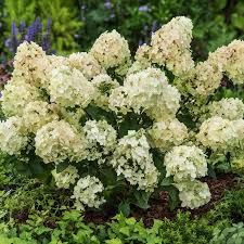 Hydrangea paniculata 'Petite star - Bugás hortenzia