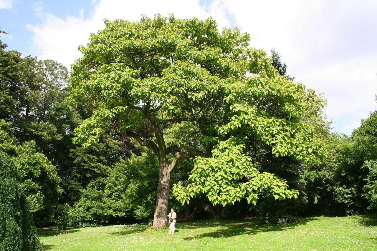 Paulownia tomentosa - Császárfa 