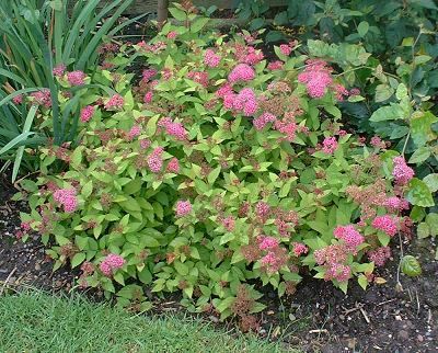 Spiraea japonica 'Crispa' - Fodros levelű gyöngyvessző